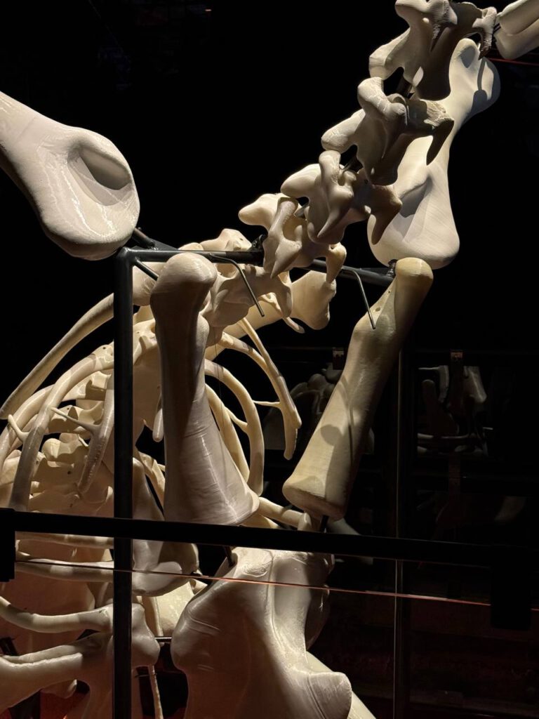 Andreas Greiner – X-RAY – The Power of Roentgen Vision